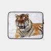 Mammals Siberian Tiger Angry Snow