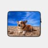 Mammals Welsh Corgi At Beach